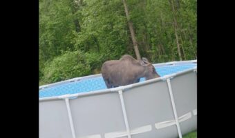 水遊びがしたかった?庭のプールに水を張っていると・・その中にヘラジカが!!【アメリカ・動画】