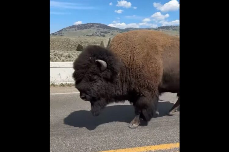 ツーリング中に野生のバイソンと遭遇！目の前を通り過ぎていく圧巻の迫力に感動！！【アメリカ・動画】