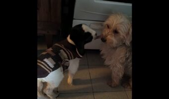 仲良しな2匹の愛犬・・ではない！？片方は子ヤギだ！！【海外・動画】