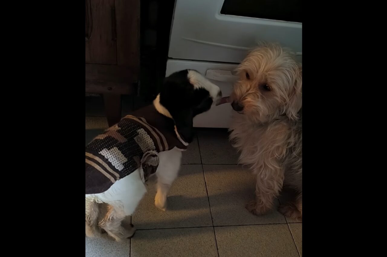 仲良しな2匹の愛犬・・ではない!?片方は子ヤギだ!!【海外・動画】
