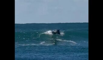 イルカがサーフィン!?波を自在に乗りこなす姿を目撃!!【海外・動画】
