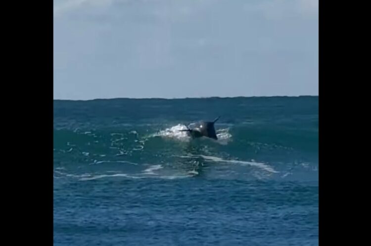 イルカがサーフィン！？波を自在に乗りこなす姿を目撃！！【海外・動画】