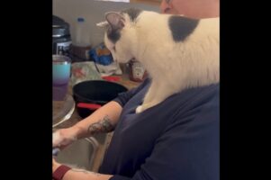 まるで監督！飼い主さんの肩に登って皿洗いの様子をジーッと見守るネコがかわいい【アメリカ・動画】