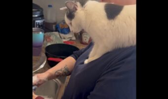 まるで監督!飼い主さんの肩に登って皿洗いの様子をジーッと見守るネコがかわいい【アメリカ・動画】