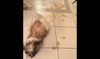 床に真っ黒なスタンプがペタペタ!泥まみれの足で室内を駆けまわる愛犬に飼い主さん大慌て!!【海外・動画】