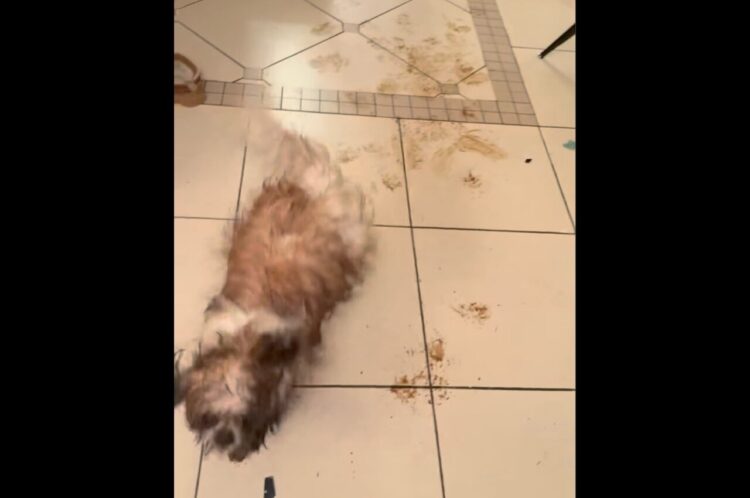 床に真っ黒なスタンプがペタペタ！泥まみれの足で室内を駆けまわる愛犬に飼い主さん大慌て！！【海外・動画】