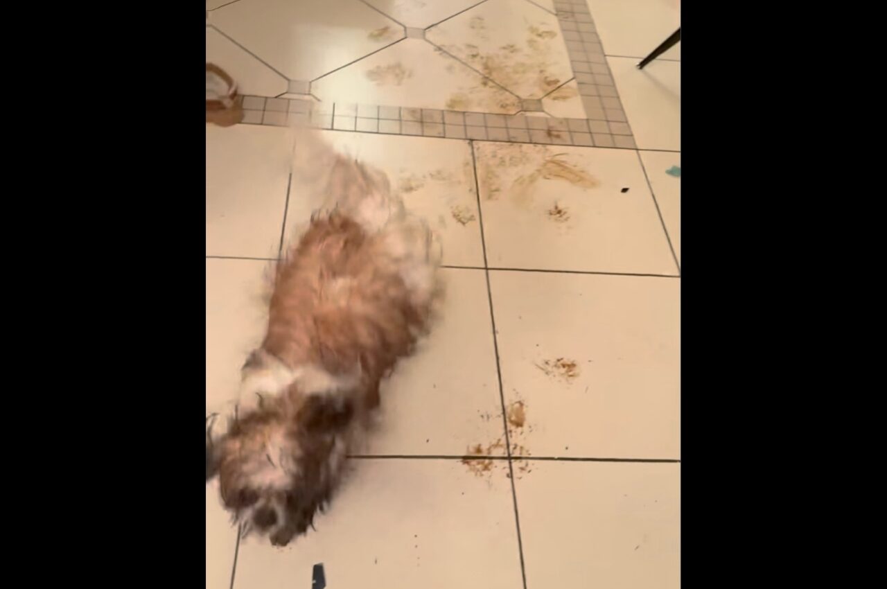 床に真っ黒なスタンプがペタペタ!泥まみれの足で室内を駆けまわる愛犬に飼い主さん大慌て!!【海外・動画】