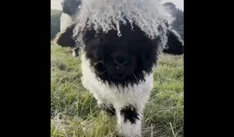 もふもふな子羊がトコトコ迫って来る！愛くるしさ満点の光景に「美しい天使」「尊い」の声