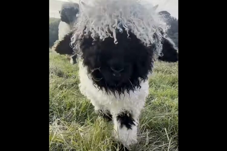 もふもふな子羊がトコトコ迫って来る！愛くるしさ満点の光景に「美しい天使」「尊い」の声