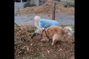 庭仕事ならまかせて！飼い主さんの手伝いをするように穴掘りをするゴールデンレトリバー【アメリカ・動画】