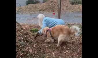 庭仕事ならまかせて!飼い主さんの手伝いをするように穴掘りをするゴールデンレトリバー【アメリカ・動画】
