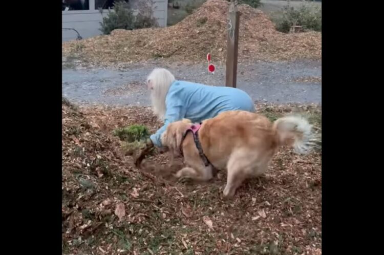 庭仕事ならまかせて！飼い主さんの手伝いをするように穴掘りをするゴールデンレトリバー【アメリカ・動画】