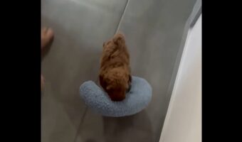お気に入りの枕をくわえてトコトコ。子犬のかわいすぎるナイトルーティン【海外・動画】