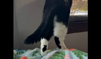 ネコの体にネコがもう1匹!?あんよに愛らしいシルエットが!!【アメリカ・動画】