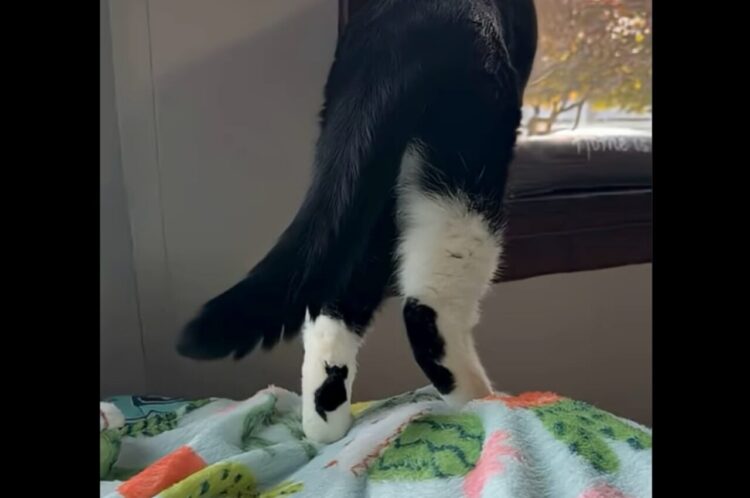 ネコの体にネコがもう1匹！？あんよに愛らしいシルエットが！！【アメリカ・動画】