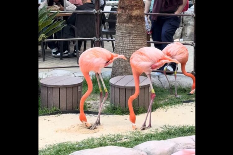 フラミンゴのフラメンコ！？長い足で華麗にステップを刻むその姿はまるでダンサー！！【海外・動画】