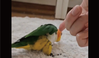 指鉄砲に何回も付き合ってくれる!演技派インコに反響「懐くと猫や犬と変わらない」「優しい子ですね!」