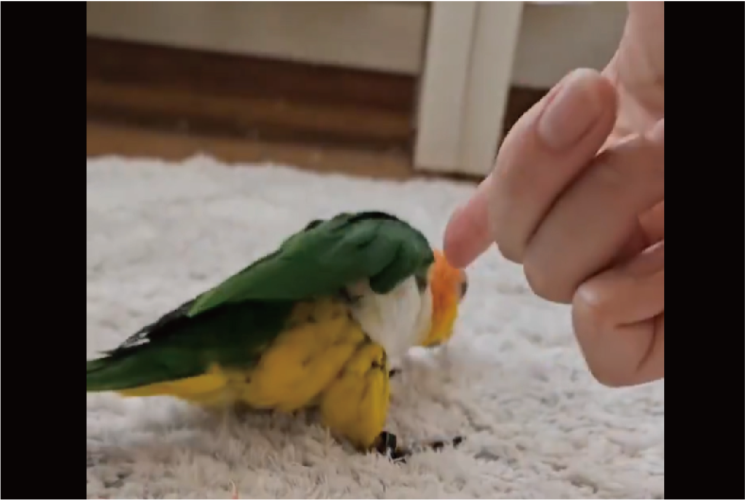 指鉄砲に何回も付き合ってくれる！演技派インコに反響「懐くと猫や犬と変わらない」「優しい子ですね！」