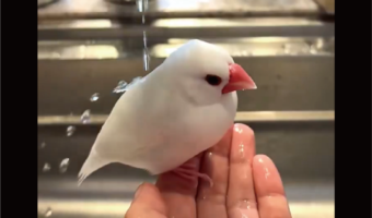 8歳半の文鳥の日頃のお手入れの成果！？若々しい撥水力が話題に「シリコンが塗布してありそうな撥水力！」