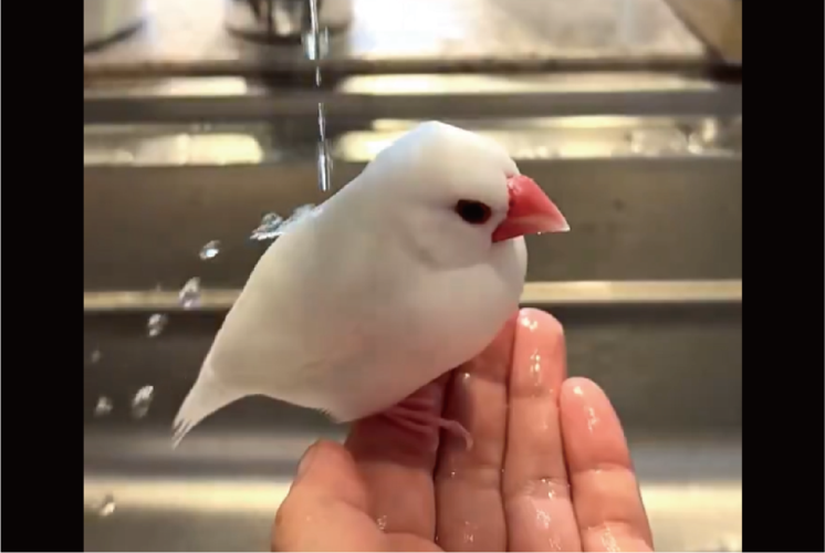 8歳半の文鳥の日頃のお手入れの成果！？若々しい撥水力が話題に「シリコンが塗布してありそうな撥水力！」