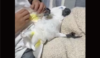 仰向けになって甘えている?飼い主さんの膝枕を堪能するタイハクオウムに「こ、これは犬・・ですね」「鳥さんもこうなるんだ」