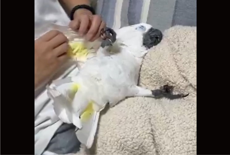 仰向けになって甘えている？飼い主さんの膝枕を堪能するタイハクオウムに「こ、これは犬・・ですね」「鳥さんもこうなるんだ」