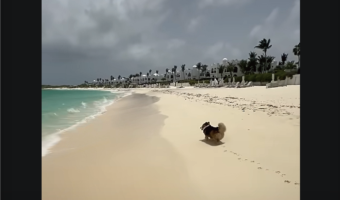 波打ち際に増えていく足跡。かわいらしいスタンプを押しながら進んでいくコーギーにほっこり