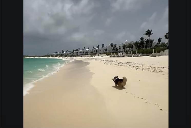 波打ち際に増えていく足跡。かわいらしいスタンプを押しながら進んでいくコーギーにほっこり