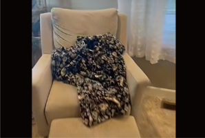 チワワはどこ！？探し回っていた結果・・ずっと人目につく場所にいたことが判明！！【アメリカ・動画】