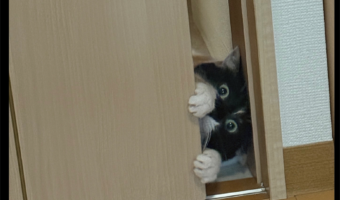 夏はちょうどいい?扉の隙間から顔を出すネコにビックリ!!「涼しくにゃったか?」「これは驚きますね!」