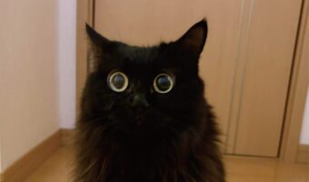 まんまるおめめのネコ。ドアにぶつかった飼い主さんに向ける視線が話題に