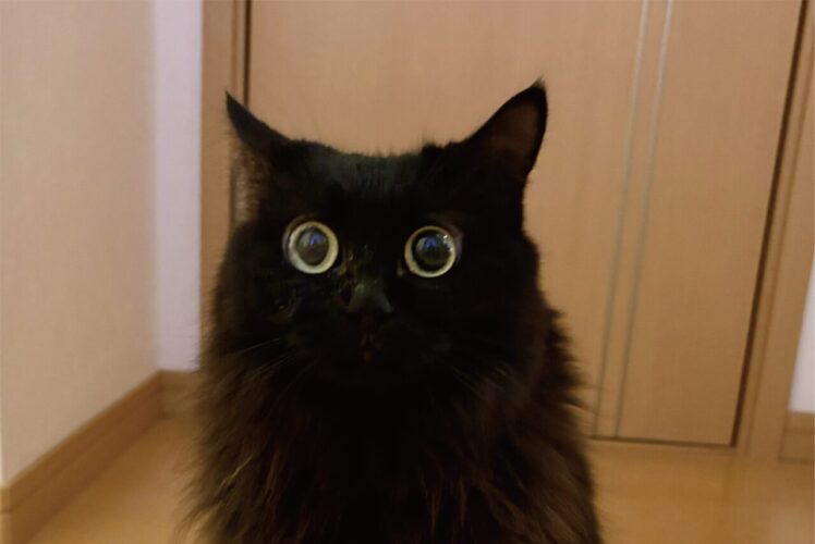 まんまるおめめのネコ。ドアにぶつかった飼い主さんに向ける視線が話題に