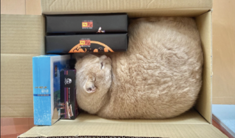 「ネコは液体」といわれることもあるけれど・・。箱の隙間にパズルのようにぴったりハマっている姿にビックリ！