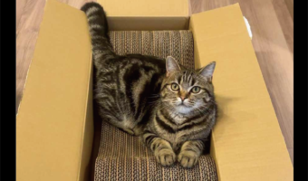 新しい爪研ぎを秒で気に入ったネコ。開封して箱から出す前から乗っちゃってる！「爪研ぐより座る方が好きなのかな」