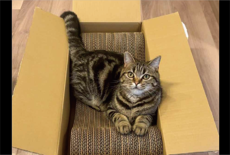 新しい爪研ぎを秒で気に入ったネコ。開封して箱から出す前から乗っちゃってる！「爪研ぐより座る方が好きなのかな」
