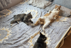 寝室に集まったネコたちが妙に静か。様子を見に行った時の様子が話題に「説法中なのじゃが、何か用？って感じですね」