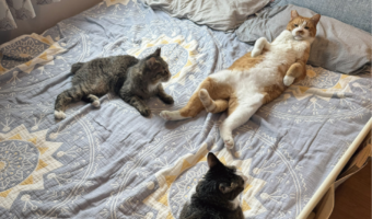 寝室に集まったネコたちが妙に静か。様子を見に行った時の様子が話題に「説法中なのじゃが、何か用？って感じですね」