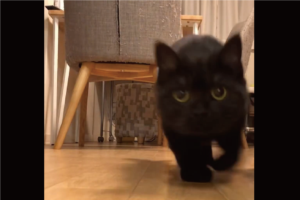 カメラに迫ってくる黒猫。そのかわいさにキュンを超えてギュンです！「かわいすぎてドキドキです」「ドアップありがとニャ」