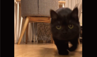 カメラに迫ってくる黒猫。そのかわいさにキュンを超えてギュンです!「かわいすぎてドキドキです」「ドアップありがとニャ」