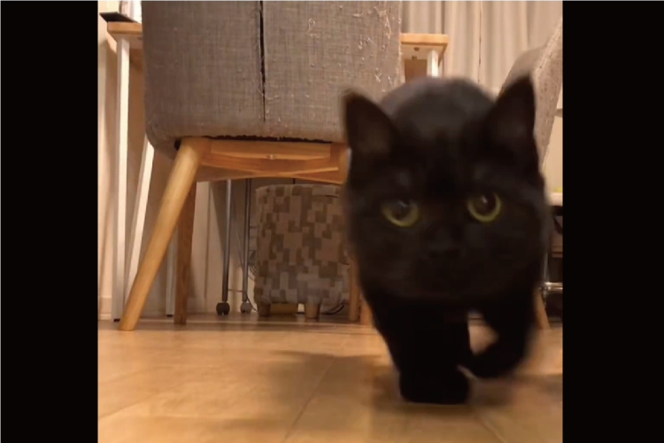 カメラに迫ってくる黒猫。そのかわいさにキュンを超えてギュンです！「かわいすぎてドキドキです」「ドアップありがとニャ」