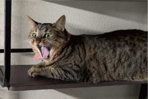 ネコたちの温度感の違いが話題に「対比が素敵です」「凄いお口してるねと2人で言ってるね」