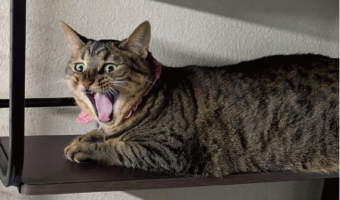 ネコたちの温度感の違いが話題に「対比が素敵です」「凄いお口してるねと2人で言ってるね」