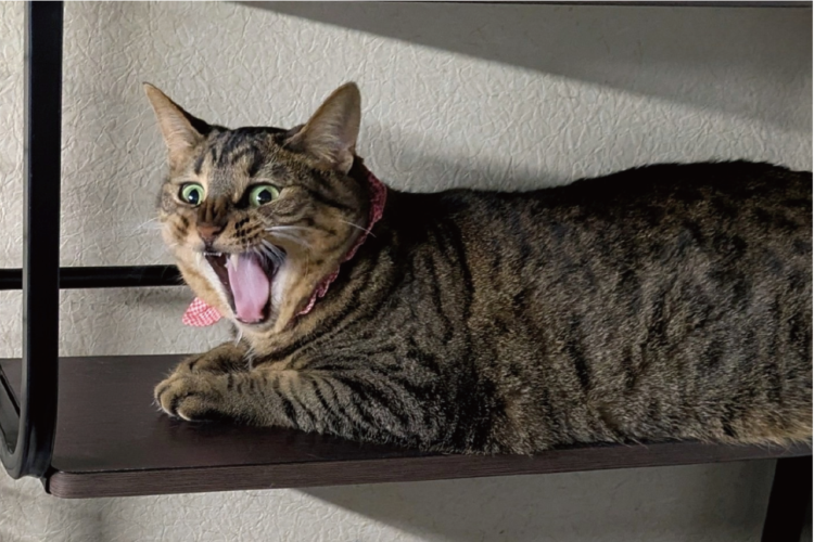 ネコたちの温度感の違いが話題に「対比が素敵です」「凄いお口してるねと2人で言ってるね」