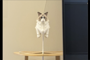 ネコが空中浮遊している！？驚きの光景が話題に