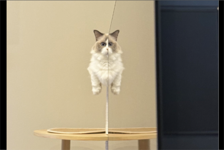 ネコが空中浮遊している！？驚きの光景が話題に