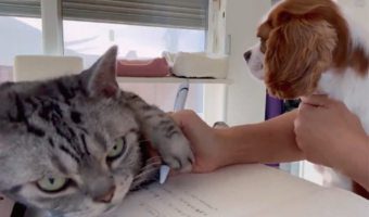 見えない！書けない！手が重いんです！ペンを持つ手を押さえつけているネコに「真剣な顔で邪魔してる」「まったりとした雰囲気がいい」