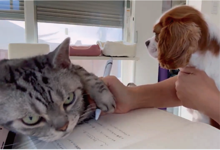 見えない！書けない！手が重いんです！ペンを持つ手を押さえつけているネコに「真剣な顔で邪魔してる」「まったりとした雰囲気がいい」