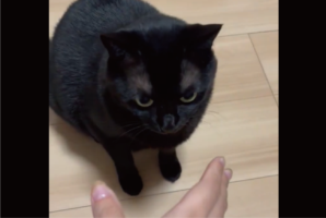 優しくかぷっ！飼い主さんの手をゆっくり噛むネコの動きが話題に「味わっているんですかね」「カプって音が聞こえそう」