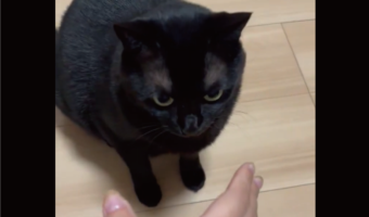 優しくかぷっ!飼い主さんの手をゆっくり噛むネコの動きが話題に「味わっているんですかね」「カプって音が聞こえそう」