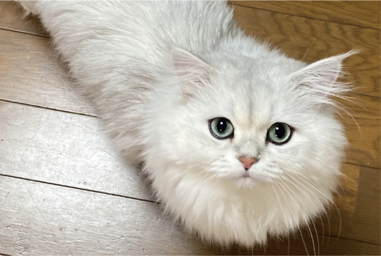 体が伸びた！？ネコを真上から撮影した写真が話題に「一筆書きしたみたい」「エビフライ感もあります」